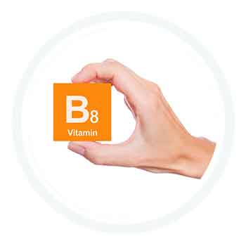 Vitamine B8 : un actif contenu dans les produits de la gamme PERMEA REGUL®