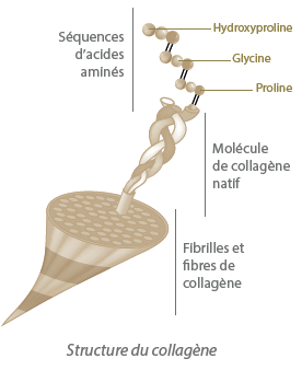 naissance du collagène au sein de la cellule