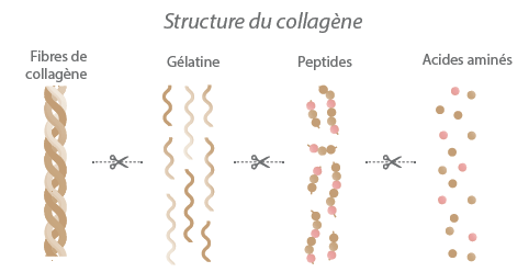 quel collagène choisir