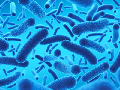 Les Lactobacillus, des alliés pour votre microbiote intestinal